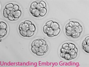 Understanding-Embryo-Grading