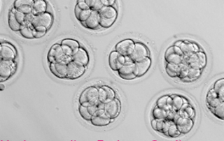 Understanding Embryo Grading