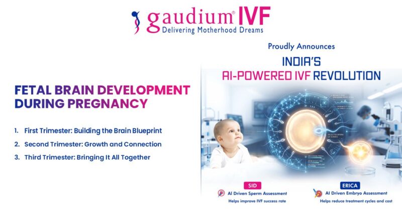 Fetal Brain Development During Pregnancy: Stages, Nutrition & Baby ...